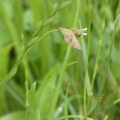 Scopula rubraria at Bicentennial Park - 10 Jan 2024