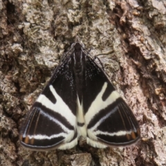 Phrataria bijugata (Bold Phrataria) at Upper Stranger Pond - 6 Jan 2024 by Christine