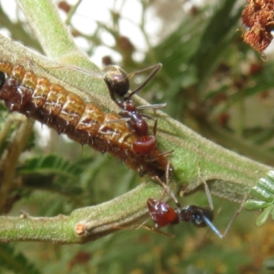 Iridomyrmex purpureus (Meat Ant) at Campbell Park Woodland - 6 Jan 2024 by Christine