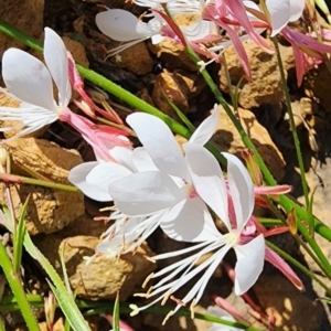 Oenothera lindheimeri at Aranda, ACT - 10 Jan 2024