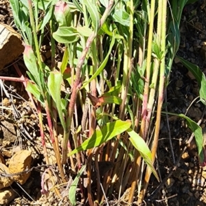 Oenothera lindheimeri at Aranda, ACT - 10 Jan 2024