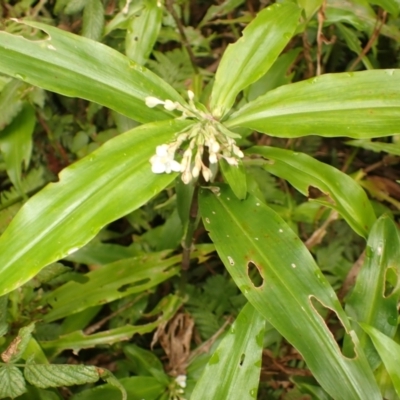 Pollia crispata (Pollia) at Jamberoo, NSW - 9 Jan 2024 by plants