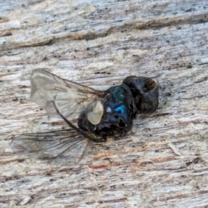 Tachinidae (family) at Page, ACT - suppressed