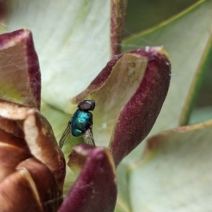 Tachinidae (family) at Page, ACT - suppressed