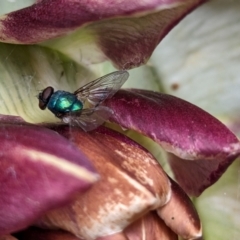 Tachinidae (family) at Page, ACT - suppressed