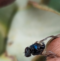 Tachinidae (family) at Page, ACT - suppressed