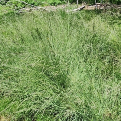 Eragrostis curvula (African Lovegrass) at Kenny, ACT - 10 Jan 2024 by Steve818