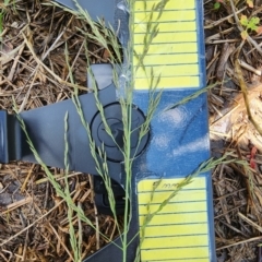 Eragrostis curvula at Kenny, ACT - 10 Jan 2024