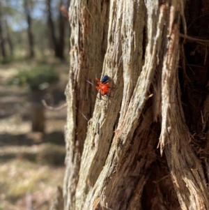 Nicodamidae (family) at QPRC LGA - suppressed