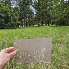 Eragrostis curvula (African Lovegrass) at Haig Park - 9 Jan 2024 by beetonsophie