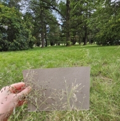 Eragrostis curvula (African Lovegrass) at Braddon, ACT - 9 Jan 2024 by beetonsophie