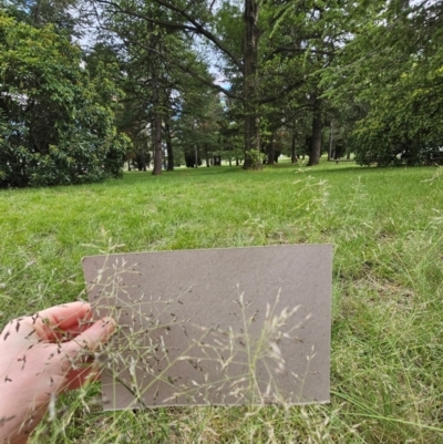 Eragrostis curvula (African Lovegrass) at City Renewal Authority Area - 9 Jan 2024 by beetonsophie