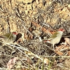 Neochmia temporalis (Red-browed Finch) at Greigs Flat, NSW - 27 May 2023 by cheryldillon