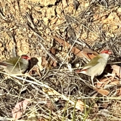 Neochmia temporalis (Red-browed Finch) at Greigs Flat, NSW - 27 May 2023 by cheryldillon