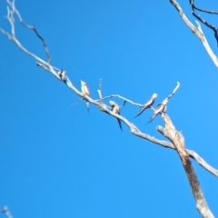 Nymphicus hollandicus (Cockatiel) at Walla Walla, NSW - 10 Jan 2024 by Darcy