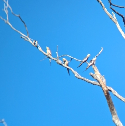 Nymphicus hollandicus (Cockatiel) at Walla Walla, NSW - 10 Jan 2024 by Darcy