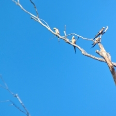 Nymphicus hollandicus at Walla Walla, NSW - 10 Jan 2024