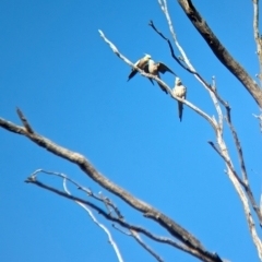 Nymphicus hollandicus at Walla Walla, NSW - 10 Jan 2024