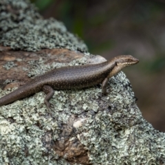 Egernia striolata (Tree Skink) at Weddin Mountains National Park - 4 Jan 2024 by trevsci