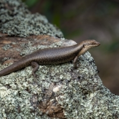 Egernia striolata at Piney Range, NSW - 3 Jan 2024 by trevsci