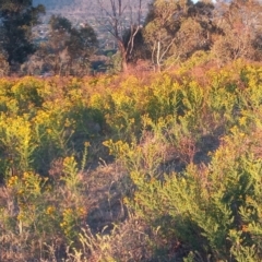 Hypericum perforatum (St John's Wort) at Urambi Hills - 27 Nov 2023 by MichaelBedingfield