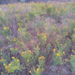 Hypericum perforatum at Urambi Hills - 27 Nov 2023 07:49 PM