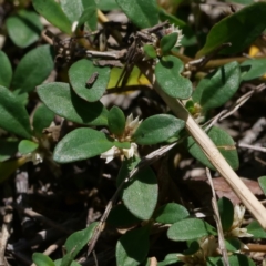 Alternanthera sp. A Flora of NSW (M. Gray 5187) J. Palmer at Higgins Woodland - 10 Jan 2024 by Untidy