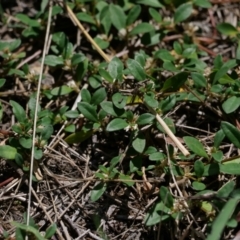 Alternanthera sp. A Flora of NSW (M. Gray 5187) J. Palmer at Higgins Woodland - 10 Jan 2024 01:53 PM