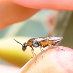 Lophyrotoma analis (Sawfly, Ironbark Sawfly) at ANBG - 9 Jan 2024 by Roger