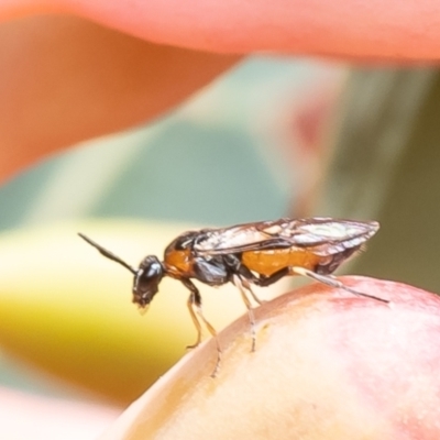 Lophyrotoma analis (Sawfly, Ironbark Sawfly) at Acton, ACT - 9 Jan 2024 by Roger