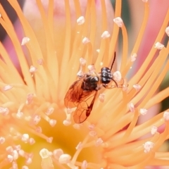 Lophyrotoma analis at ANBG - 9 Jan 2024