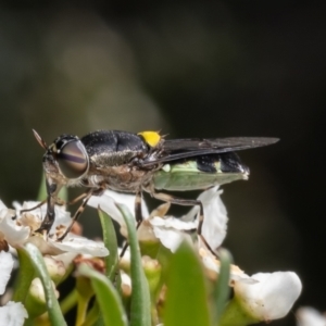 Odontomyia hunteri at ANBG - 9 Jan 2024 11:55 AM