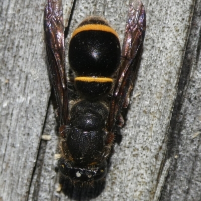 Paralastor sp. (genus) (Potter Wasp) at Mongarlowe River - 6 Jan 2024 by arjay