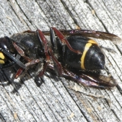 Paralastor sp. (genus) at suppressed - 6 Jan 2024