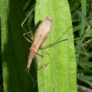 Sastrapada australica at QPRC LGA - 5 Jan 2024