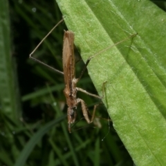 Sastrapada australica at QPRC LGA - 5 Jan 2024