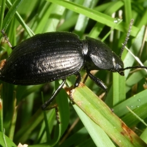 Adelium sp. (genus) at QPRC LGA - 5 Jan 2024