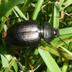 Adelium sp. (genus) at QPRC LGA - 5 Jan 2024