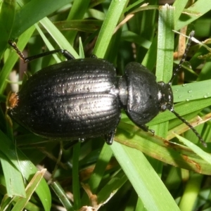 Adelium sp. (genus) at QPRC LGA - 5 Jan 2024