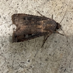 Agrotis infusa (Bogong Moth, Common Cutworm) at Canberra, ACT - 10 Jan 2024 by SilkeSma