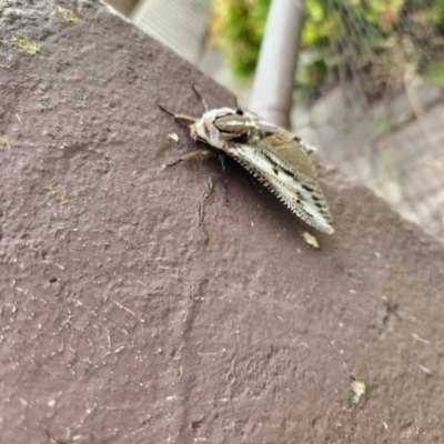 Endoxyla lituratus (A Wattle Goat Moth) at Queanbeyan, NSW - 9 Jan 2024 by kateSRS