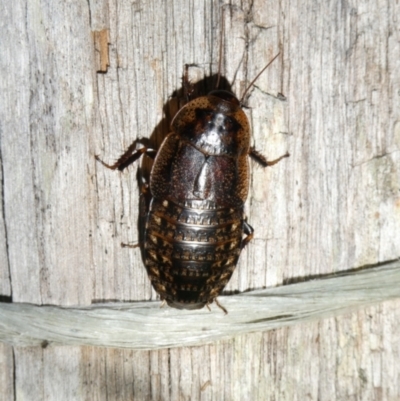 Molytria perplexa (Bark Cockroach) at Mongarlowe River - 5 Jan 2024 by arjay