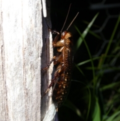 Molytria perplexa at QPRC LGA - 5 Jan 2024