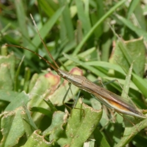 Mutusca brevicornis at QPRC LGA - 30 Dec 2023