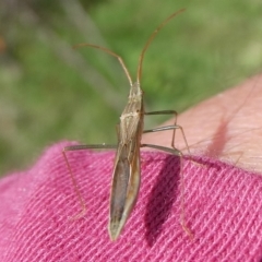 Mutusca brevicornis at QPRC LGA - 30 Dec 2023