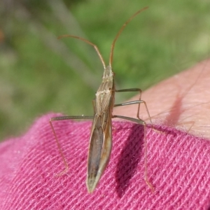 Mutusca brevicornis at QPRC LGA - 30 Dec 2023