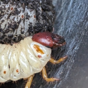 Adoryphorus coulonii at Page, ACT - 10 Jan 2024