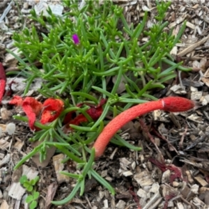 Phallus rubicundus at Aranda, ACT - 10 Jan 2024