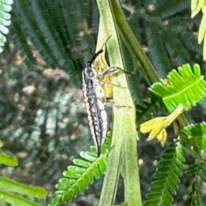 Rhinotia sp. (genus) at Aranda, ACT - 10 Jan 2024