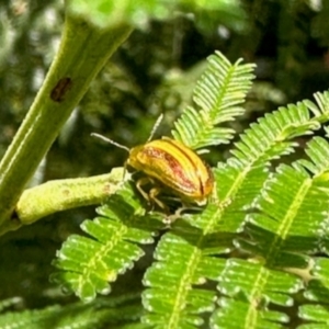 Calomela juncta at Aranda, ACT - 10 Jan 2024